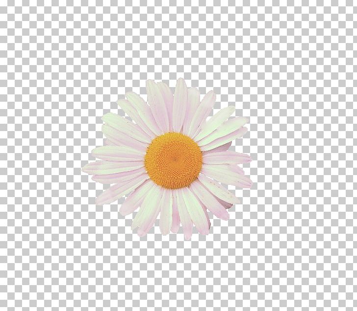Common Daisy Chamomile Aveeno ULTRA-CALMING Foaming Cleanser Oxeye Daisy PNG, Clipart, Aster, Avatan, Avatan Plus, Chamomile, Chrysanths Free PNG Download