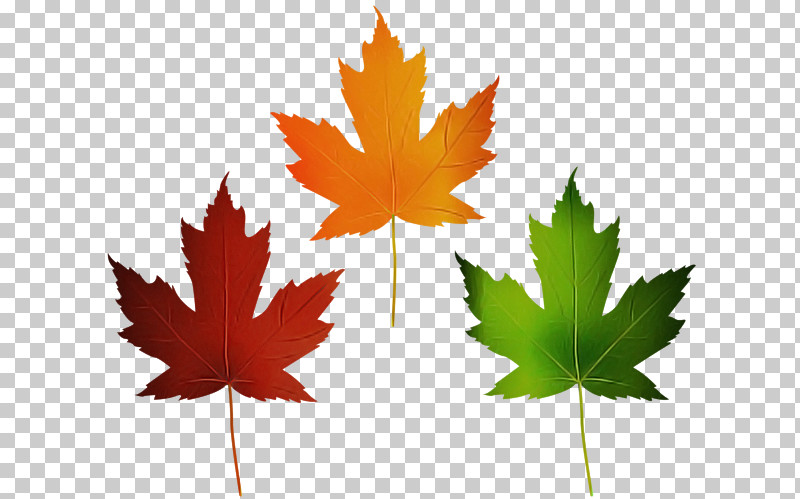 Leaf Maple Leaf / M Maple Meter Tree PNG, Clipart, Biology, Leaf, Maple, Maple Leaf M, Meter Free PNG Download