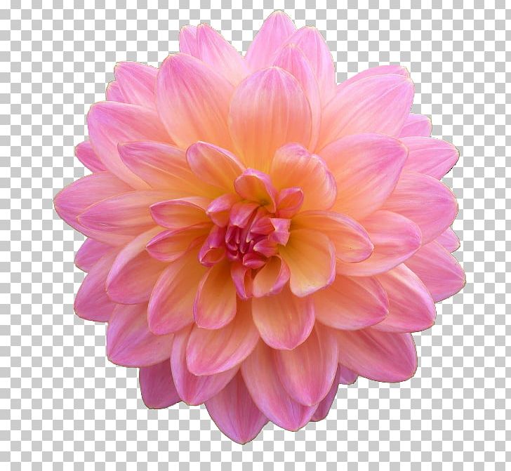 Dahlia PNG, Clipart, Chrysanths, Computer Network, Dahlia, Daisy Family, Download Free PNG Download