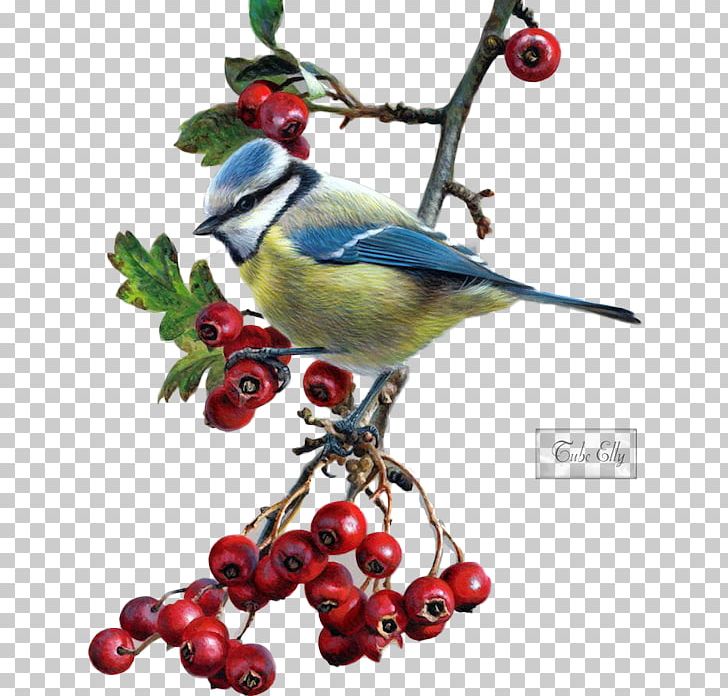 Drawing Birds Eurasian Blue Tit PNG, Clipart, Animals, Art, Artist, Beak, Berry Free PNG Download