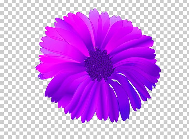 Free Pink Flowers PNG, Clipart, Annual Plant, Aster, Chrysanths, Computer Icons, Cut Flowers Free PNG Download