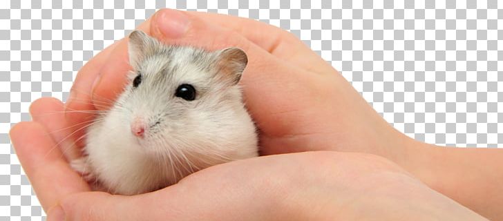 Gerbil Mouse Djungarian Hamster Pet Stock Photography PNG, Clipart, Animals, Asiatic Dwarf Hamsters, Cage, Chinchilla, Depositphotos Free PNG Download
