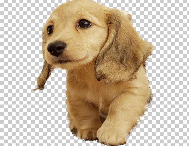 Golden Retriever Puppy Cuteness PNG, Clipart, Animal, Animals, Carnivoran, Companion Dog, Display Resolution Free PNG Download