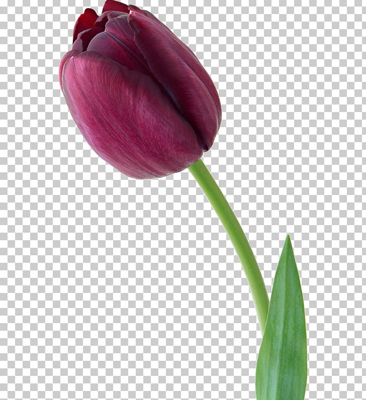 Tulip Flower Violet Photography PNG, Clipart, Blume, Bud, Color, Desktop Wallpaper, Flower Free PNG Download