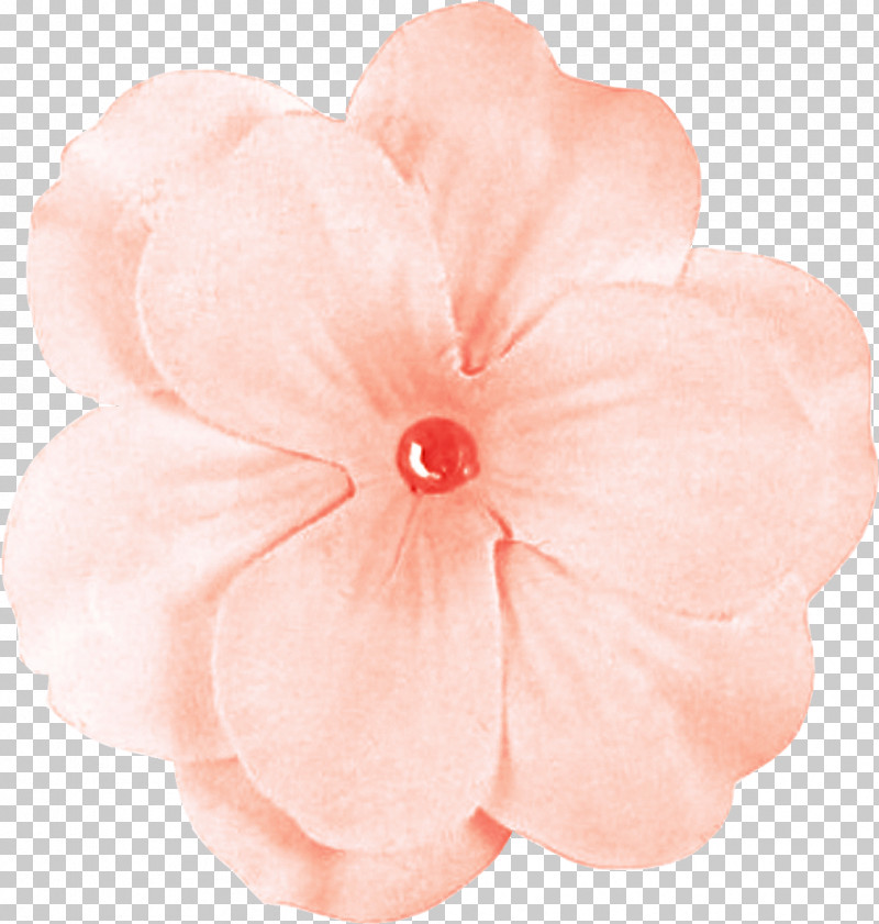 Pink Petal Flower Peach Plant PNG, Clipart, Anthurium, Flower, Impatiens, Peach, Perennial Plant Free PNG Download