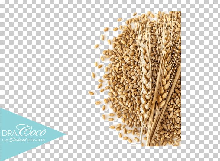 Breakfast Cereal Oat Organization Emmer PNG, Clipart, Barley, Breakfast Cereal, Cereal, Cereal Germ, Commodity Free PNG Download