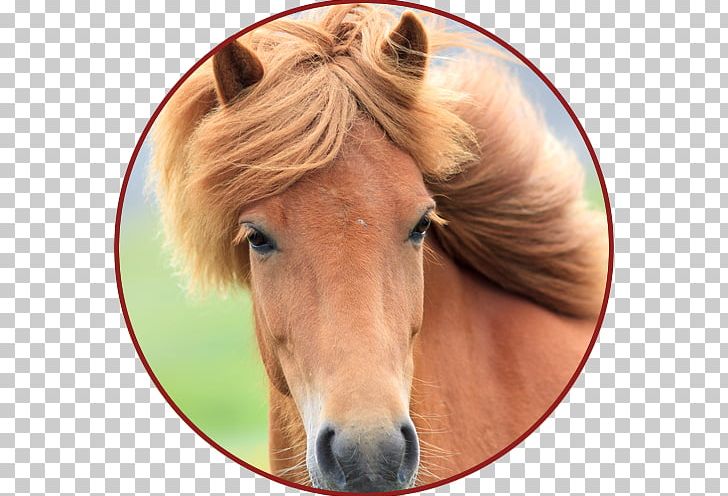 Dog Mustang Stallion Veterinarian Pony PNG, Clipart, Acupuncture, Animal, Animals, Bridle, Disease Free PNG Download