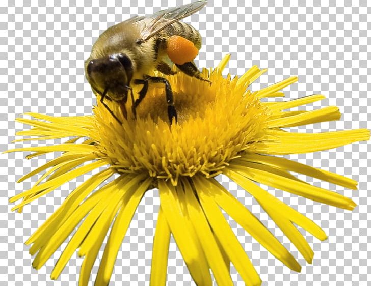 Honey Bee Bumblebee Nectar PNG, Clipart, Arthropod, Bee, Bee Brood, Beehive, Bee Pollen Free PNG Download