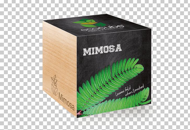 Mimosa Pudica Plants Seed Aloe Vera Cube Tree PNG, Clipart, Box, Flower, Germination, Grin, Habanero Free PNG Download