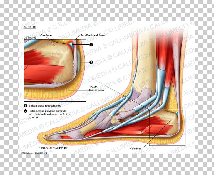 Muscle Foot Bursitis Synovial Bursa Knee PNG, Clipart, Arm, Blood Vessel, Bursitis, Elbow, Foot Free PNG Download