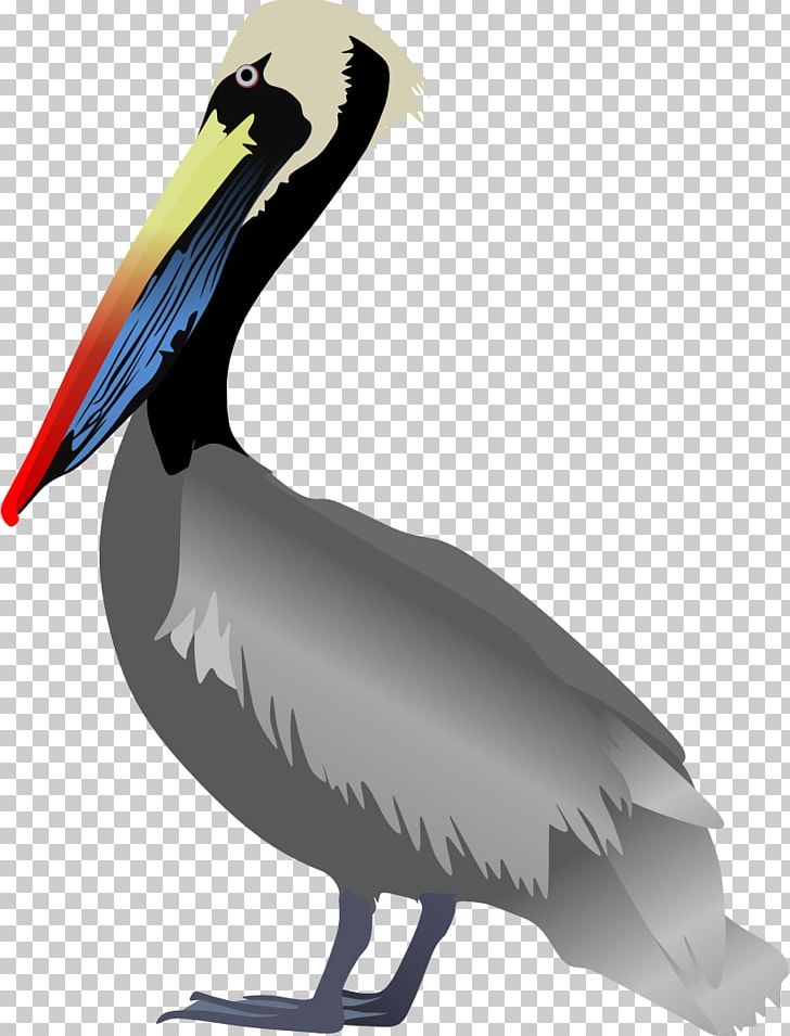 Bird Peruvian Pelican Great White Pelican American White Pelican Spot-billed Pelican PNG, Clipart, American White Pelican, Animals, Australian Pelican, Beak, Bird Free PNG Download