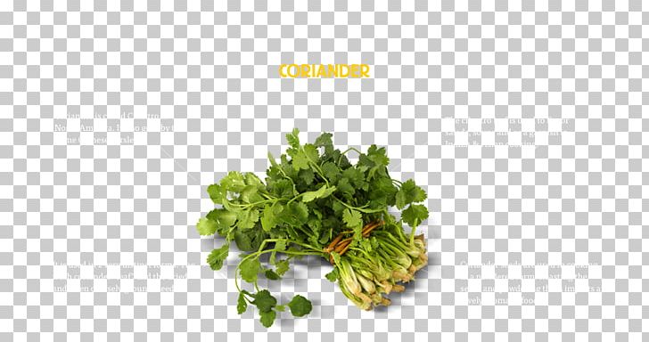 Chutney Coriander Parsley Herb Photography PNG, Clipart, Chutney, Coriander, Food, Fotosearch, Greens Free PNG Download