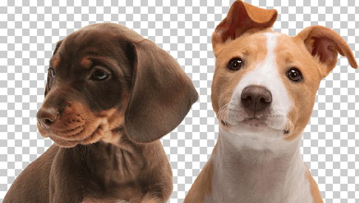 Dachshund Puppy Dog Collar Pet PNG, Clipart, Bolognese, Bolognese Dog, Breed, Canidae, Canis Free PNG Download