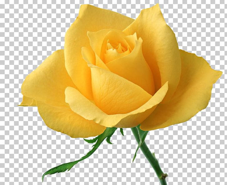 Flower Rose Yellow Stock Photography PNG, Clipart, Austrian Briar, Bud, Closeup, Computer Wallpaper, Cut Flowers Free PNG Download