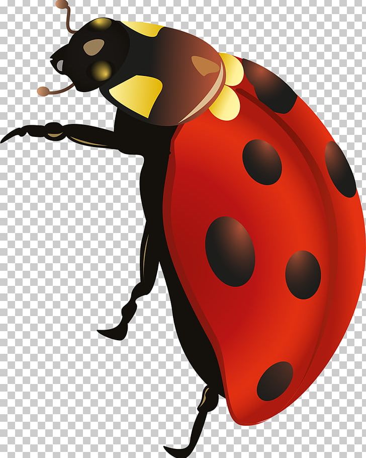 Insect Lady Bird PNG, Clipart, Animals, Beetle, Clip Art, Insect, Invertebrate Free PNG Download
