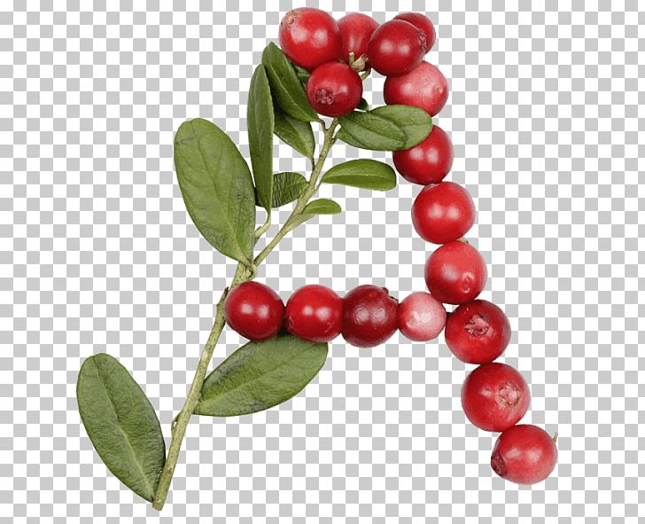 Lingonberry Letter Ericaceae Font PNG, Clipart, Aquifoliaceae, Aquifoliales, Berry, Blueberry, Character Free PNG Download