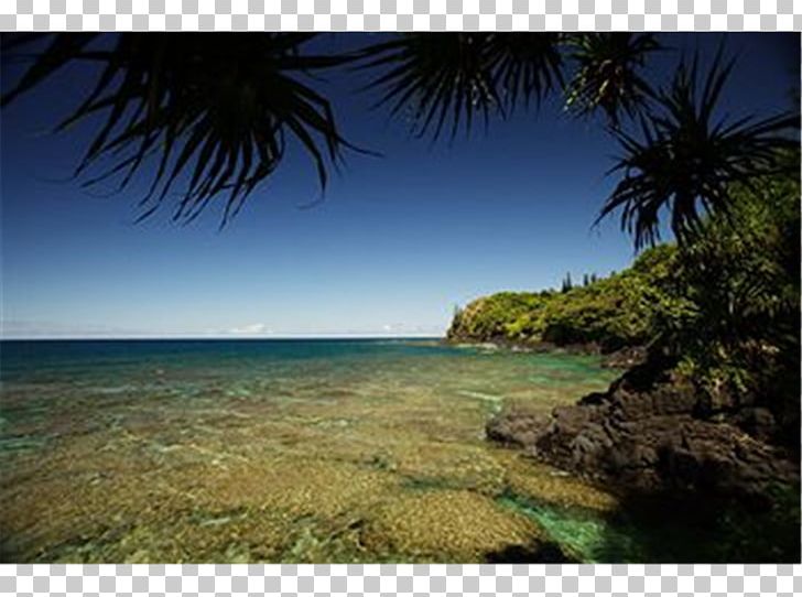 Shore Caribbean Sea Coast Beach PNG, Clipart, Arecaceae, Arecales, Bay, Beach, Caribbean Free PNG Download