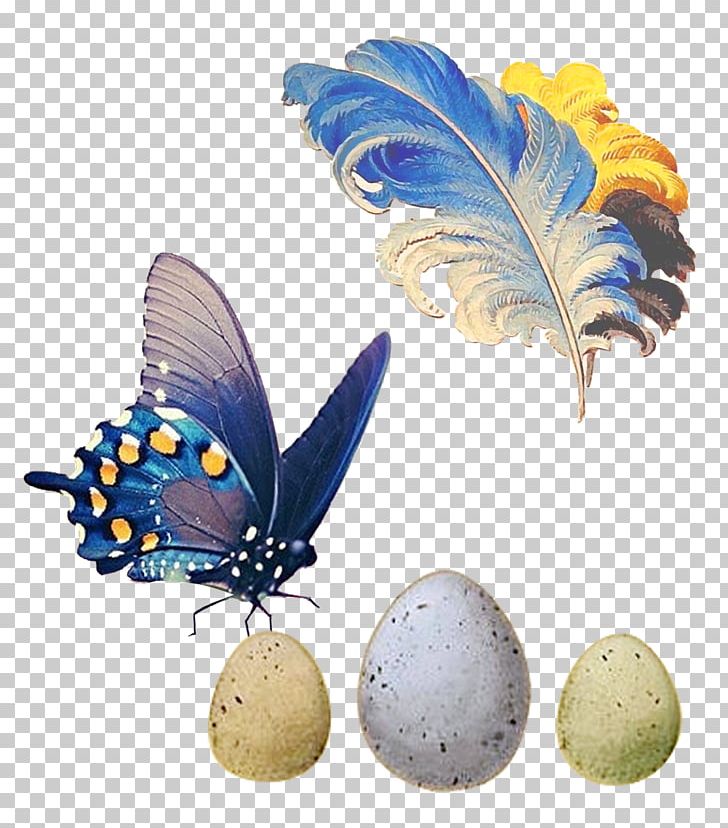Butterfly Bird Feather PNG, Clipart, Animals, Bird, Butterfly, Colored, Colored Feathers Free PNG Download