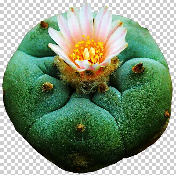 Cactaceae Flower Lilium Plant PNG, Clipart, Blue, Cactaceae, Cactus, Cactus Flower, Caryophyllales Free PNG Download