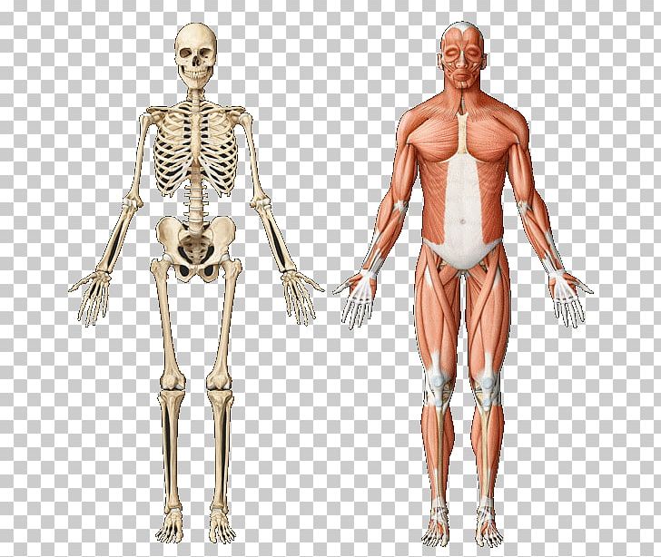 Skeletal Muscle Anatomy Muscular System Human Skeleton PNG, Clipart, Abdomen, Anatomy, Arm, Back, Biology Free PNG Download