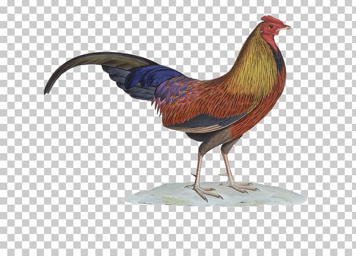 Chicken Rooster Sri Lankan Junglefowl Bird Galliformes PNG, Clipart, Animals, Beak, Bird, Chicken, Download Free PNG Download