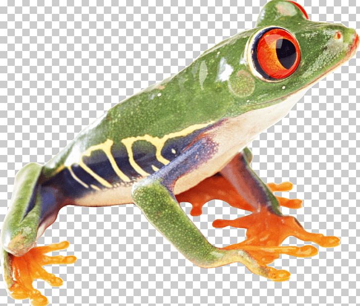 Red-eyed Tree Frog Australian Green Tree Frog PNG, Clipart, American Green Tree Frog, Amphibian, Animals, Australian Green Tree Frog, Background Free PNG Download