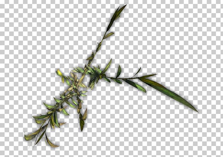 Twig Herbalism Grasses Plant Stem PNG, Clipart, Bamboo, Branch, Bush, Family, Grass Free PNG Download
