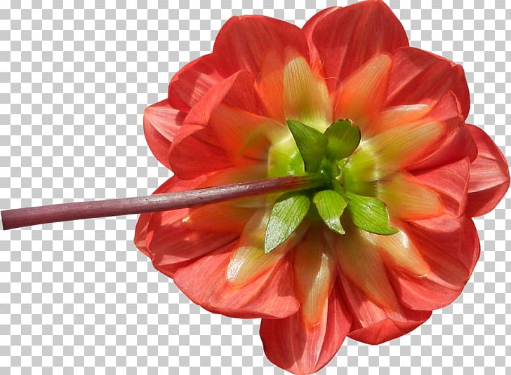 Cut Flowers Petal Flowering Plant Herbaceous Plant PNG, Clipart, Cut Flowers, Flower, Flowering Plant, Flowery, Herbaceous Plant Free PNG Download