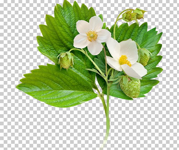 Flower Strawberry Plant Floral Formula PNG, Clipart, Dicotyledon, Floral Formula, Flower, Flowering Plant, Fragaria Free PNG Download