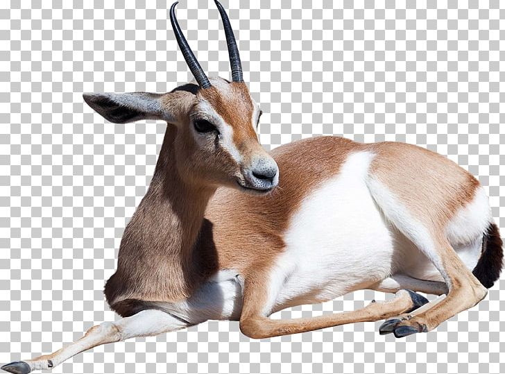Dorcas Gazelle Antelope Stock Photography Thomson's Gazelle PNG, Clipart, Animals, Antelope, Blackbuck, Cow Goat Family, Dama Gazelle Free PNG Download