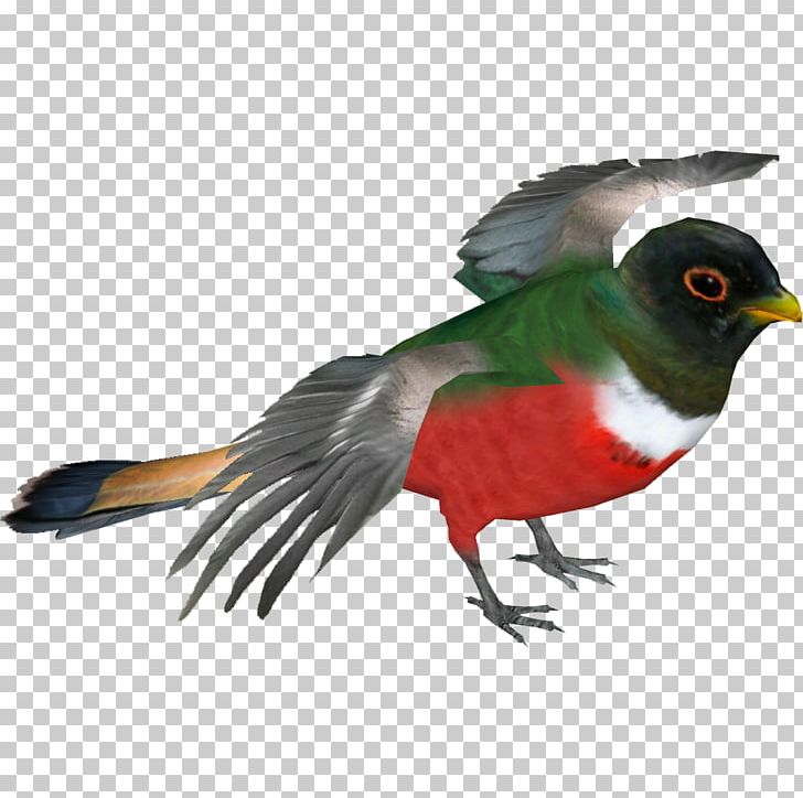 Elegant Trogon Bird Resplendent Quetzal Beak PNG, Clipart, Animal, Animals, Bald Eagle, Beak, Bird Free PNG Download