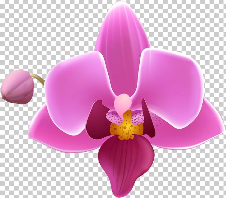 Moth Orchids PNG, Clipart, Art Museum, Christmas, Christmas Tree, Desktop Wallpaper, Drawing Free PNG Download