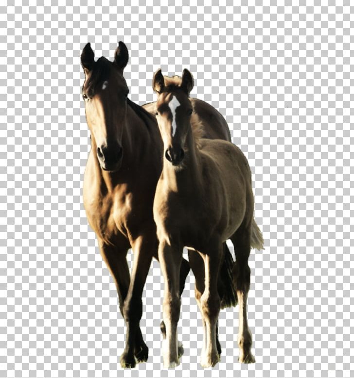 Mustang Foal Mare Pony Stallion PNG, Clipart, Australian Stock Horse, Colt, Foal, Hand Painted, Horse Free PNG Download