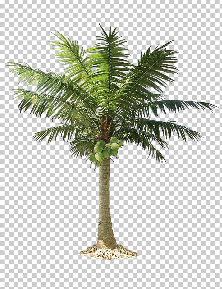 Arecaceae Tree PNG, Clipart, Arecaceae, Arecales, Areca Palm, Attalea Speciosa, Borassus Flabellifer Free PNG Download