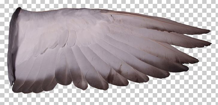 Columbidae Racing Homer Homing Pigeon Wing Bird PNG, Clipart, Animals, Art, Bandtailed Pigeon, Beak, Bird Free PNG Download