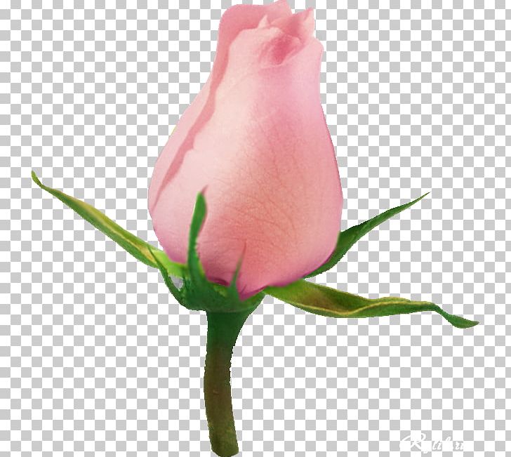 Garden Roses Flower PNG, Clipart, Bud, Closeup, Cut Flowers, Digital Image, Flower Free PNG Download