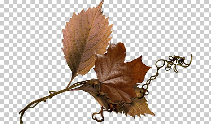 Leaf PNG, Clipart, Leaf, Plant, Shrub, Twig Free PNG Download