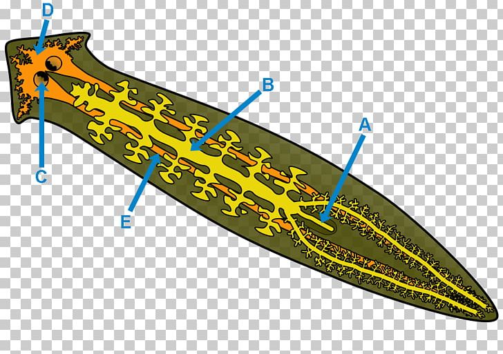 Planarian Tricladida Gastrovascular Cavity Girardia Tigrina PNG, Clipart, Anatomy Lesson Of Dr Nicolaes Tulp, Animal, Biology, Cilium, Dugesia Free PNG Download