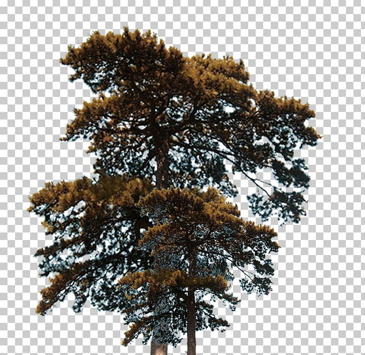 Tree Euclidean Plant PNG, Clipart, Christmas Tree, Conifer, Download, Encapsulated Postscript, Family Tree Free PNG Download