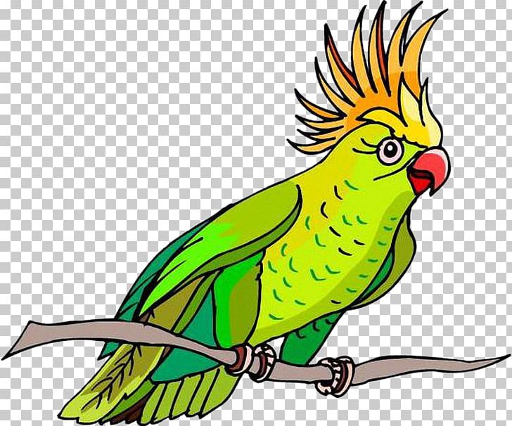 Bird Perroquet PNG, Clipart, Animals, Animation, Artwork, Beak, Bird Free PNG Download