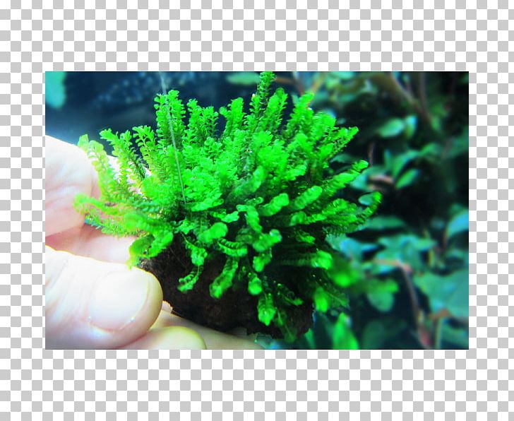 Buce Aquarium Aquarienpflanze Aquatic Plants PNG, Clipart, Algae, Aquarienpflanze, Aquarium, Aquarium Decor, Aquatic Plant Free PNG Download