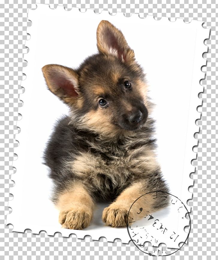 Old German Shepherd Dog Puppy Malinois Dog Rottweiler PNG, Clipart, Animal, Animals, Breed, Cane, Cani Free PNG Download