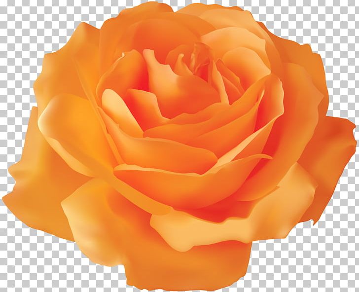Rose Portable Network Graphics Pink PNG, Clipart, Blue, Cut Flowers, Desktop Wallpaper, Floribunda, Flower Free PNG Download