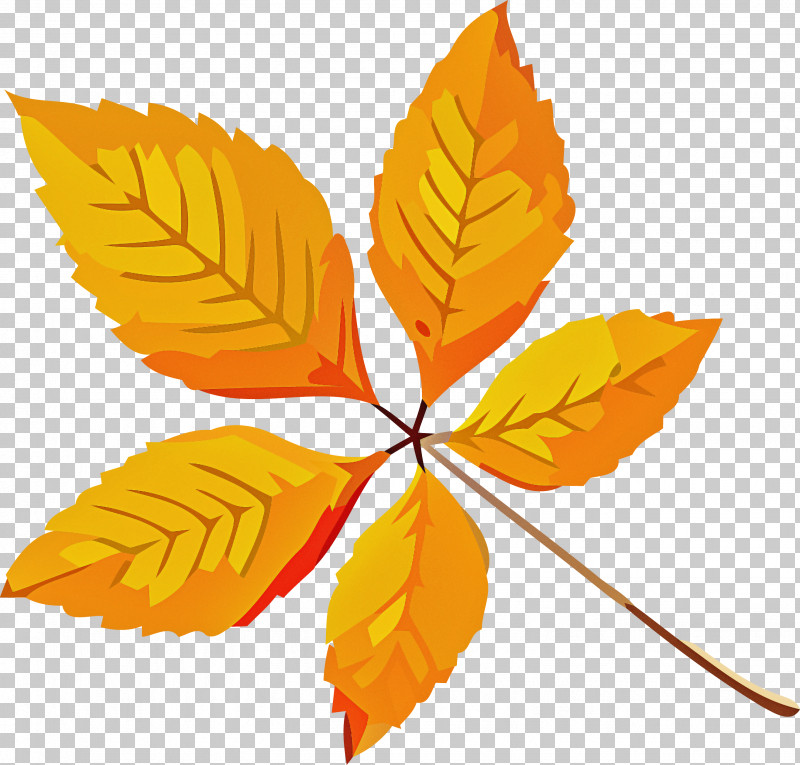 Autumn Leaf Yellow Leaf Leaf PNG, Clipart, Autumn Leaf, Beech, Deciduous, Flower, Leaf Free PNG Download