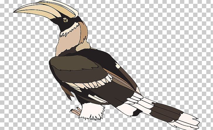 Bird Hornbill Open PNG, Clipart, Animals, Beak, Bird, Bird Of Prey, Download Free PNG Download