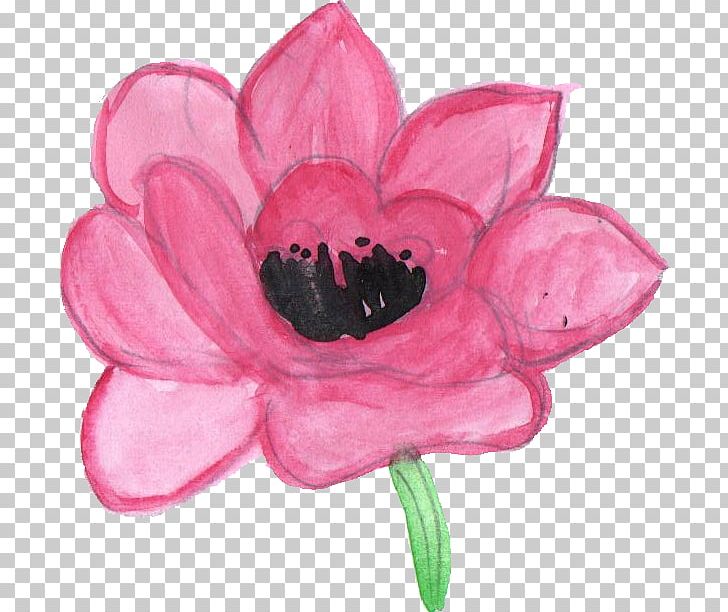 Cut Flowers Petal Pseudanthium PNG, Clipart, Com, Cut Flowers, Flower, Flowering Plant, Fuchsia Free PNG Download