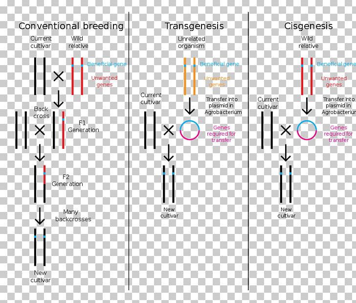 Genetically Modified Food Controversies Cisgenesis Genetic Engineering Genetically Modified Crops Plant Breeding PNG, Clipart, Achieve, Angle, Brand, Breed, Cisgenesis Free PNG Download