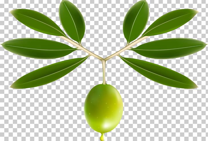 Olive Oil Olive Leaf PNG, Clipart, Black Olive, Branch, Clip Art, Encapsulated Postscript, Food Free PNG Download
