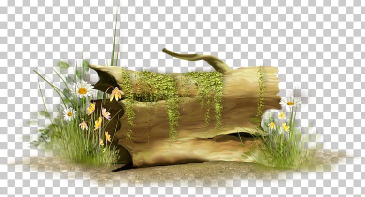 Tree Stump ISC Ascoli Centro PNG, Clipart, Ascoli, Centro, Chemical Oxygen Demand, Driftwood, El Yorkshire Terrier Free PNG Download