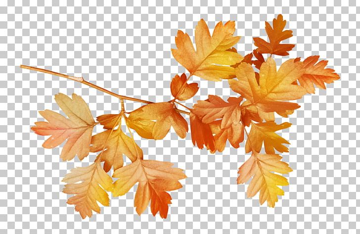 Plant Leaf Flower PNG, Clipart, Autumn, Autumn Leaves, Branch, Clay, Digital Image Free PNG Download